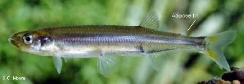 Common smelt (copyright S.C. Moore)